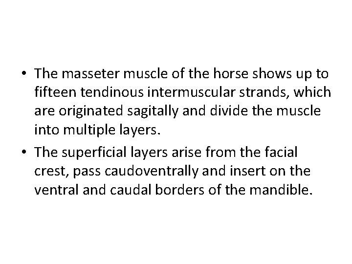  • The masseter muscle of the horse shows up to fifteen tendinous intermuscular