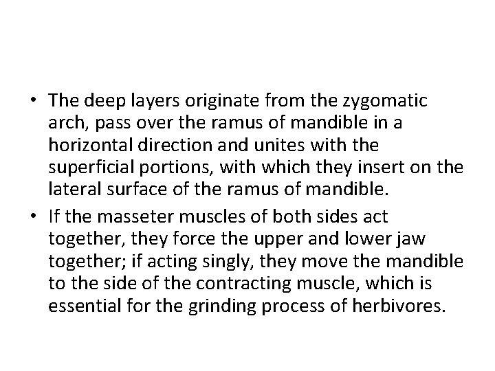  • The deep layers originate from the zygomatic arch, pass over the ramus