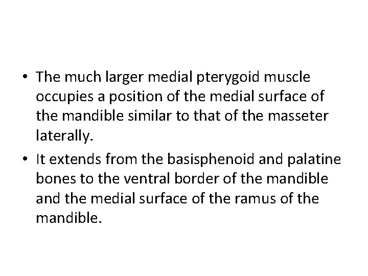  • The much larger medial pterygoid muscle occupies a position of the medial