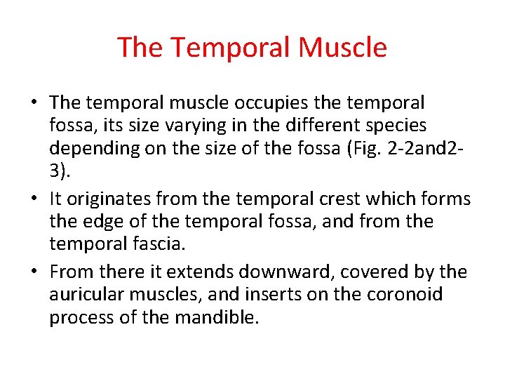 The Temporal Muscle • The temporal muscle occupies the temporal fossa, its size varying