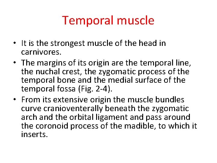 Temporal muscle • It is the strongest muscle of the head in carnivores. •