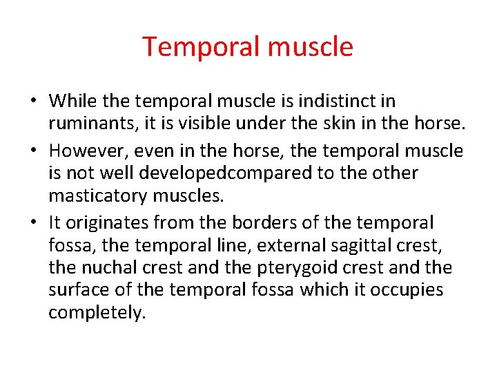 Temporal muscle • While the temporal muscle is indistinct in ruminants, it is visible