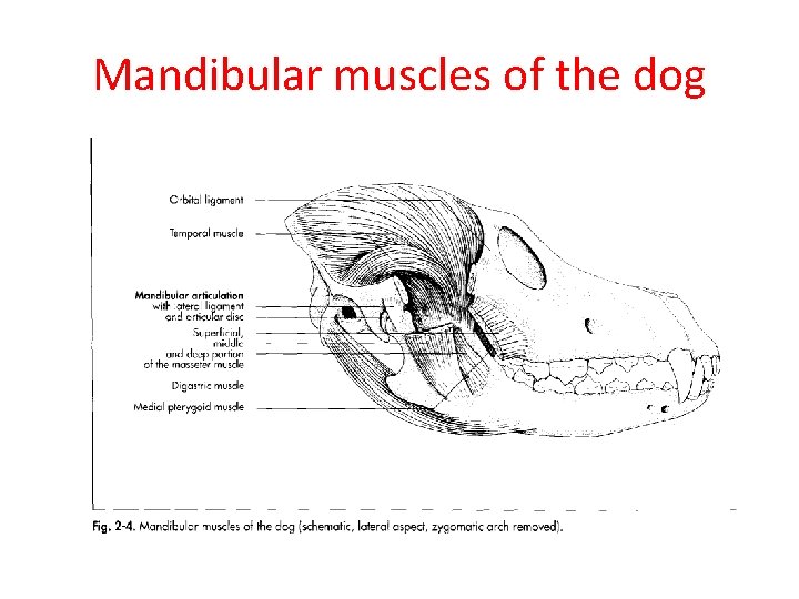 Mandibular muscles of the dog 