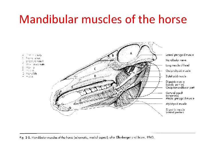 Mandibular muscles of the horse 