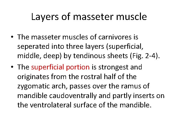 Layers of masseter muscle • The masseter muscles of carnivores is seperated into three