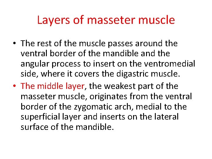 Layers of masseter muscle • The rest of the muscle passes around the ventral