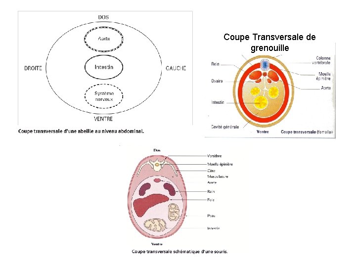 Coupe Transversale de grenouille 