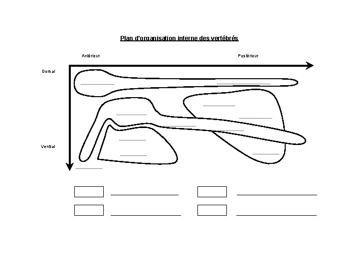 Plan d’organisation interne des vertébrés Antérieur Dorsal Ventral Postérieur 