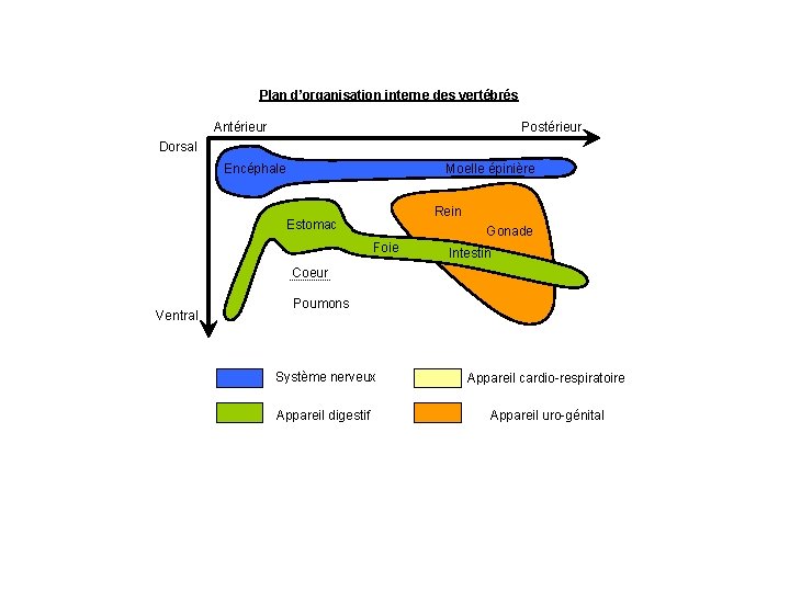 Plan d’organisation interne des vertébrés Antérieur Postérieur Dorsal Moelle épinière Encéphale Rein Estomac Gonade