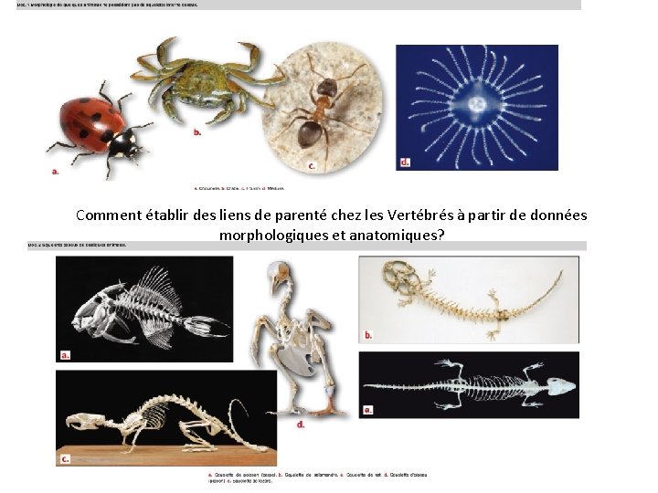 Comment établir des liens de parenté chez les Vertébrés à partir de données morphologiques