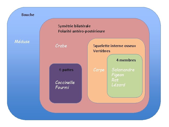 Bouche Symétrie bilatérale Polarité antéro-postérieure Méduse Crabe Squelette interne osseux Vertèbres 4 membres 6