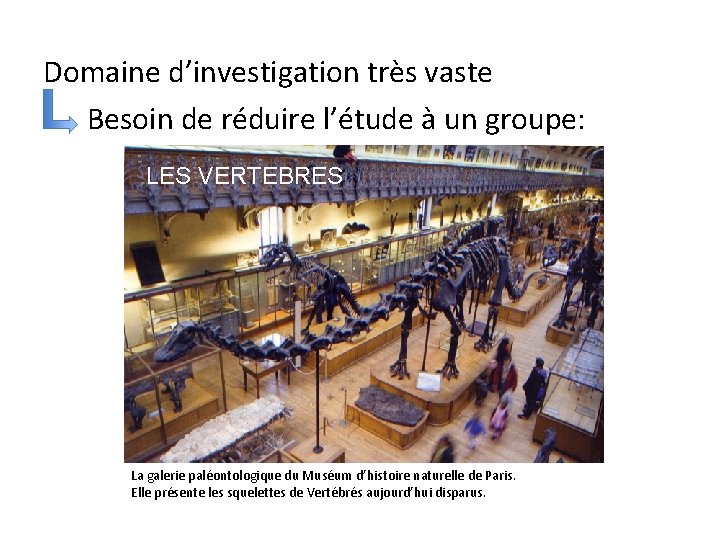 Domaine d’investigation très vaste Besoin de réduire l’étude à un groupe: LES VERTEBRES La