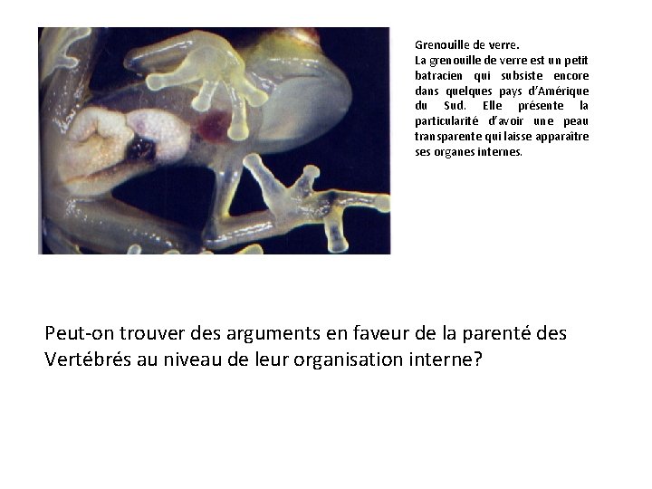 Grenouille de verre. La grenouille de verre est un petit batracien qui subsiste encore