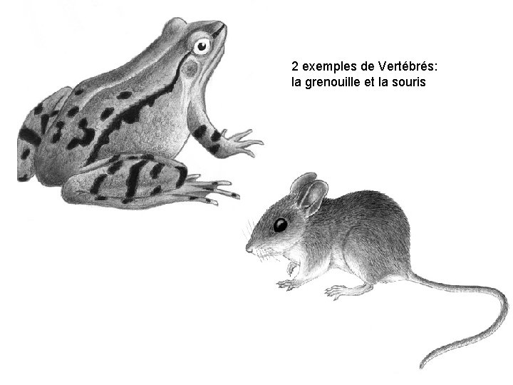 2 exemples de Vertébrés: la grenouille et la souris 