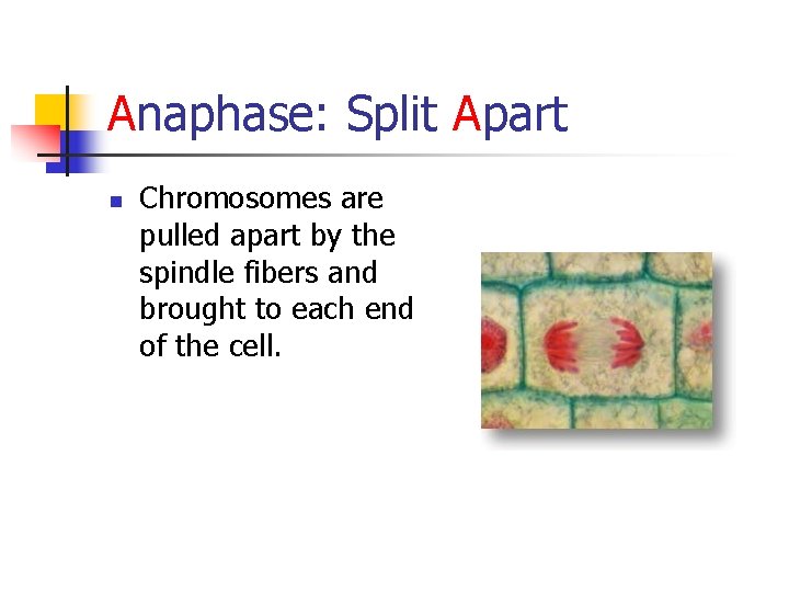 Anaphase: Split Apart n Chromosomes are pulled apart by the spindle fibers and brought