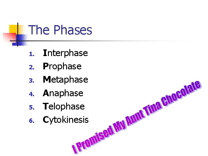 The Phases 1. 2. 3. 4. 5. 6. Interphase Prophase Metaphase Anaphase Telophase Cytokinesis