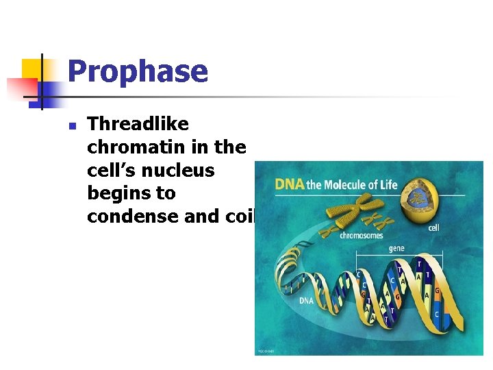 Prophase n Threadlike chromatin in the cell’s nucleus begins to condense and coil. 