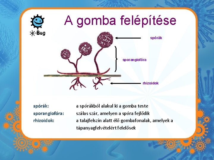 A gomba felépítése spórák sporangiofóra rhizoidok spórák: sporangiofóra: rhizoidok: a spórákból alakul ki a