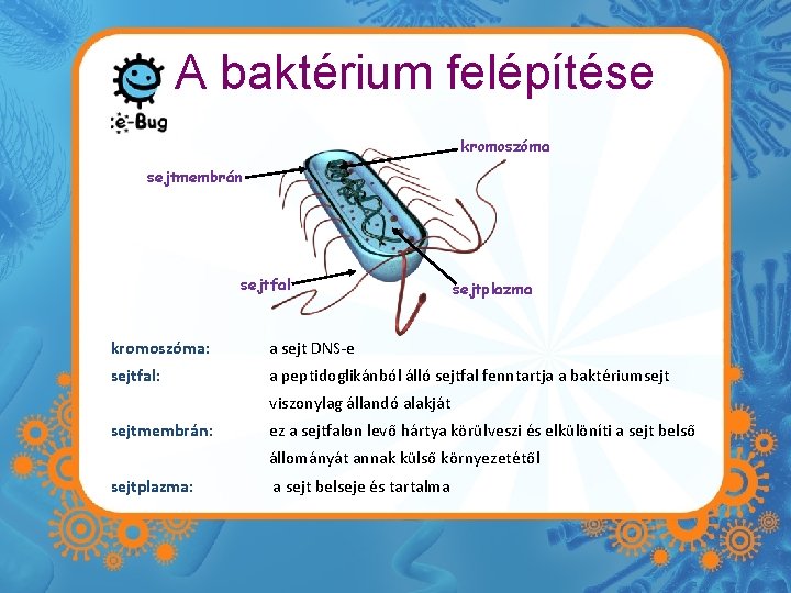 A baktérium felépítése kromoszóma sejtmembrán sejtfal sejtplazma kromoszóma: a sejt DNS-e sejtfal: a peptidoglikánból