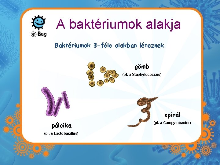 A baktériumok alakja Baktériumok 3 -féle alakban léteznek: gömb (pl. a Staphylococcus) spirál pálcika