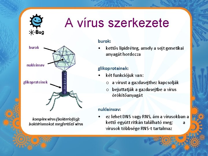 A vírus szerkezete burok nukleinsav glikoproteinek komplex vírus (bakteriofág): baktériumokat megfertőző vírus burok: •