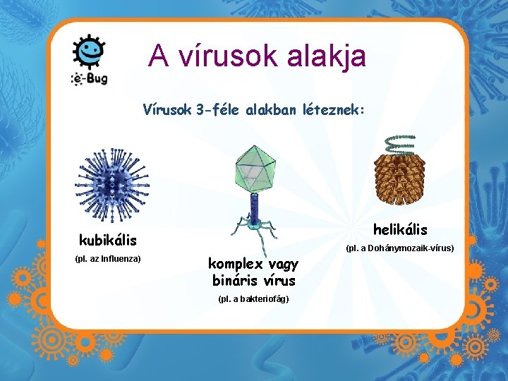 A vírusok alakja Vírusok 3 -féle alakban léteznek: helikális kubikális (pl. az Influenza) komplex