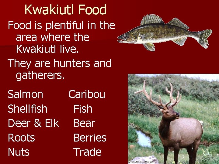 Kwakiutl Food is plentiful in the area where the Kwakiutl live. They are hunters