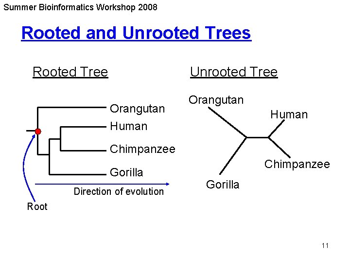 Summer Bioinformatics Workshop 2008 Rooted and Unrooted Trees Rooted Tree Unrooted Tree Orangutan Human Summer Bioinformatics Workshop 2008 Rooted and Unrooted Trees Rooted Tree Unrooted Tree Orangutan Human