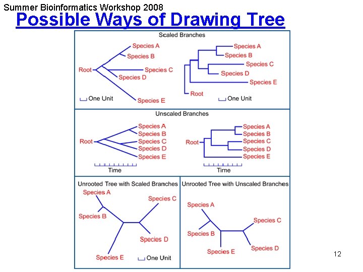 Summer Bioinformatics Workshop 2008 Possible Ways of Drawing Tree 12 Summer Bioinformatics Workshop 2008 Possible Ways of Drawing Tree 12