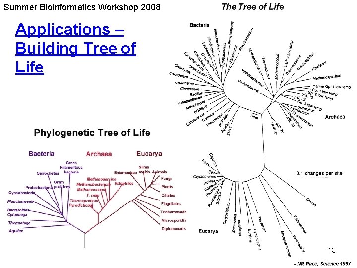 Summer Bioinformatics Workshop 2008 Applications – Building Tree of Life 13 Summer Bioinformatics Workshop 2008 Applications – Building Tree of Life 13