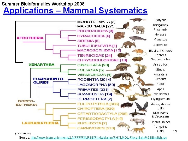 Summer Bioinformatics Workshop 2008 Applications – Mammal Systematics 15 Source: http: //www. isem. univ-montp Summer Bioinformatics Workshop 2008 Applications – Mammal Systematics 15 Source: http: //www. isem. univ-montp