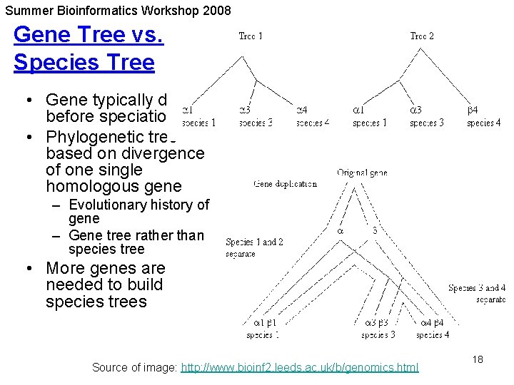 Summer Bioinformatics Workshop 2008 Gene Tree vs. Species Tree • Gene typically diverges before Summer Bioinformatics Workshop 2008 Gene Tree vs. Species Tree • Gene typically diverges before
