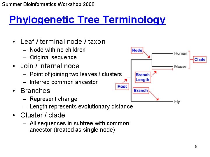 Summer Bioinformatics Workshop 2008 Phylogenetic Tree Terminology • Leaf / terminal node / taxon Summer Bioinformatics Workshop 2008 Phylogenetic Tree Terminology • Leaf / terminal node / taxon