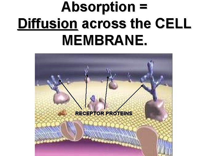 Absorption = Diffusion across the CELL MEMBRANE. RECEPTOR PROTEINS Saccone Powerpoint 