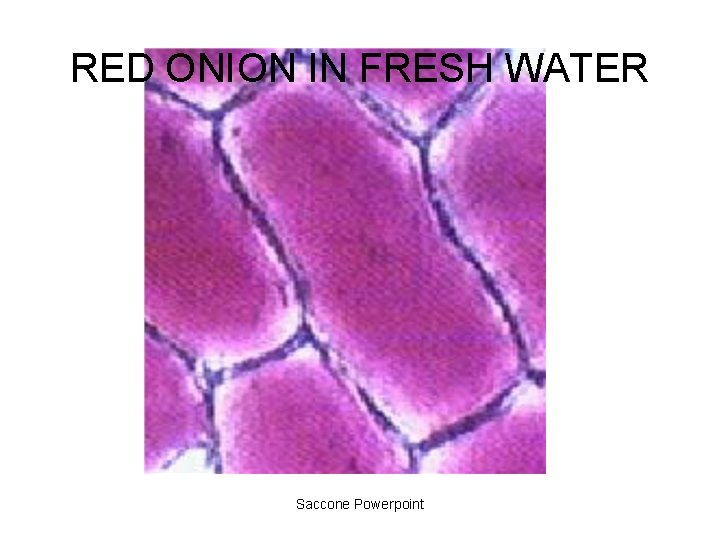 RED ONION IN FRESH WATER Saccone Powerpoint 