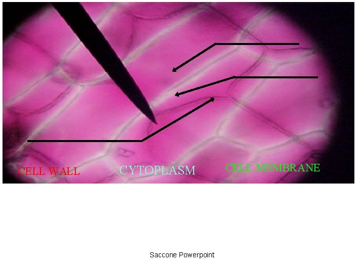 CELL WALL CYTOPLASM Saccone Powerpoint CELL MEMBRANE 