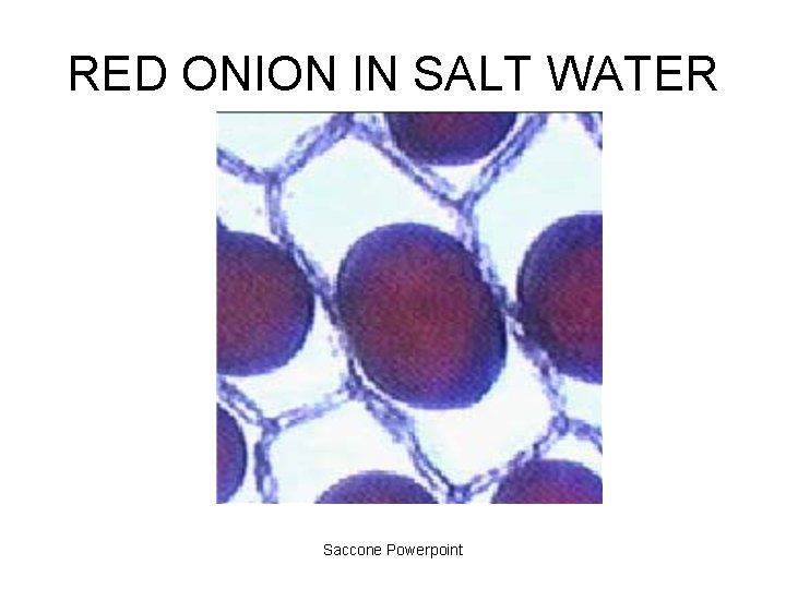 RED ONION IN SALT WATER Saccone Powerpoint 