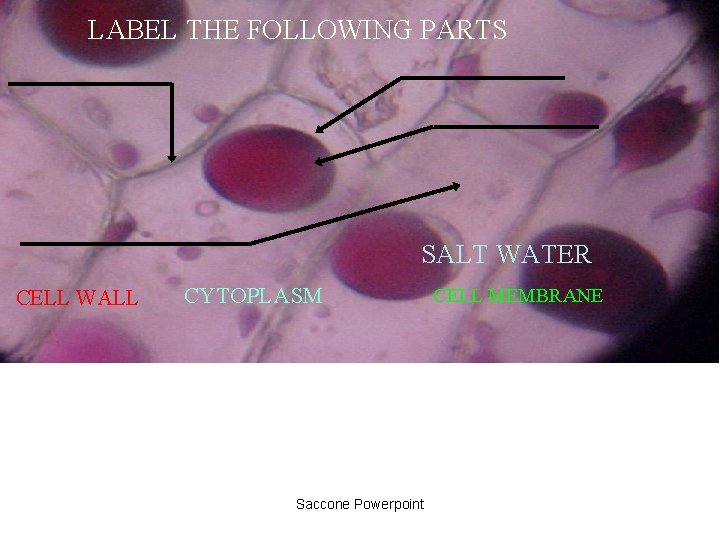 LABEL THE FOLLOWING PARTS SALT WATER CELL WALL CYTOPLASM Saccone Powerpoint CELL MEMBRANE 