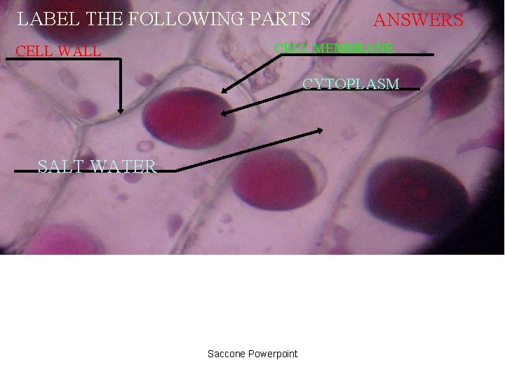 LABEL THE FOLLOWING PARTS CELL WALL ANSWERS CELL MEMBRANE CYTOPLASM SALT WATER Saccone Powerpoint