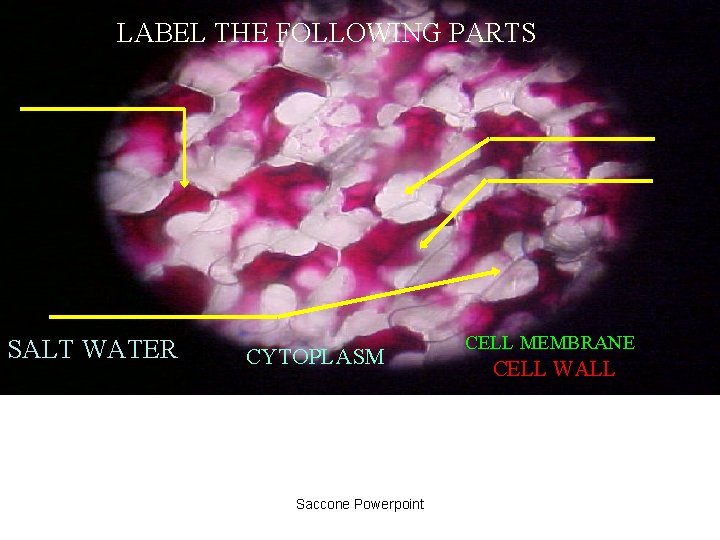LABEL THE FOLLOWING PARTS SALT WATER CYTOPLASM Saccone Powerpoint CELL MEMBRANE CELL WALL 