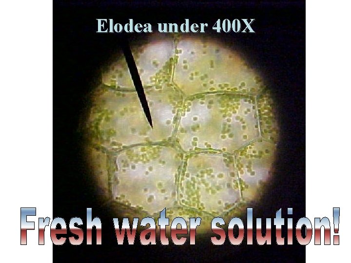 Elodea under 400 X Saccone Powerpoint 