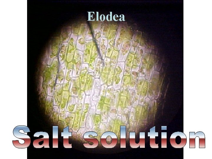 Elodea Saccone Powerpoint 