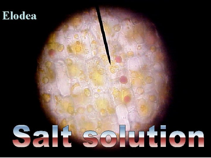 Elodea Saccone Powerpoint 