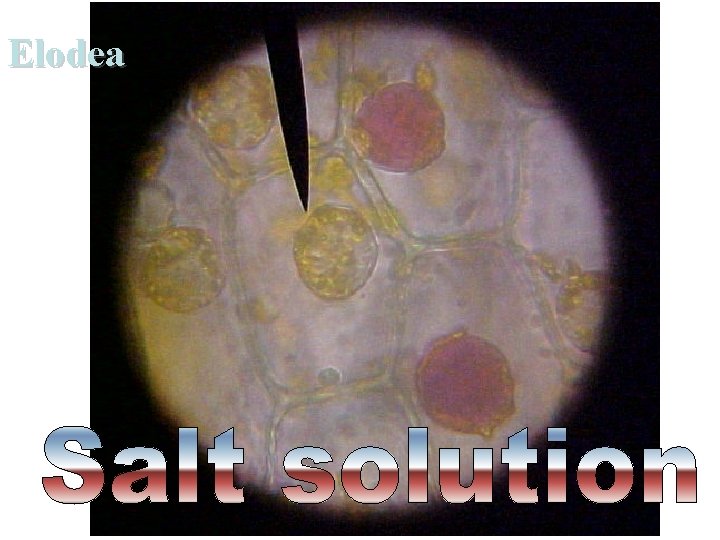 Elodea Saccone Powerpoint 