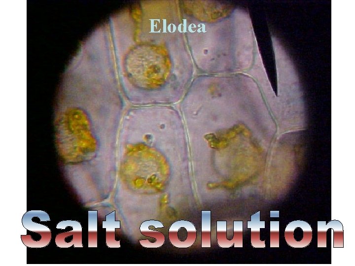 Elodea Saccone Powerpoint 