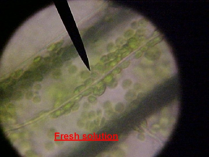 Fresh solution Saccone Powerpoint 