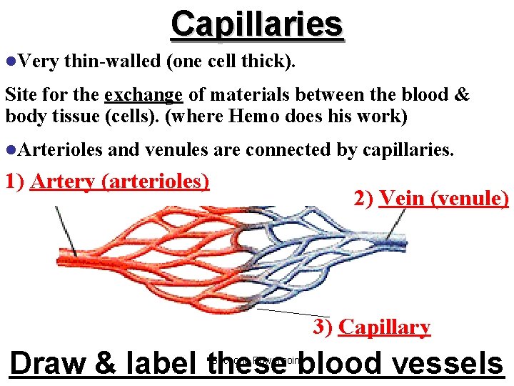 Capillaries l. Very thin-walled (one cell thick). Site for the exchange of materials between