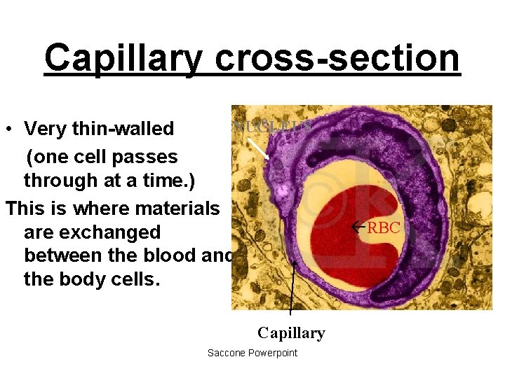 Capillary cross-section NUCLEUS • Very thin-walled (one cell passes through at a time. )