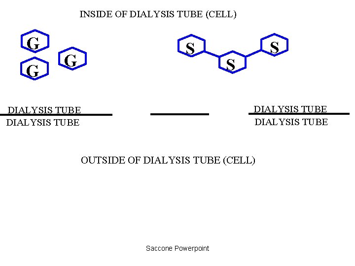 INSIDE OF DIALYSIS TUBE (CELL) G G G S S S DIALYSIS TUBE OUTSIDE