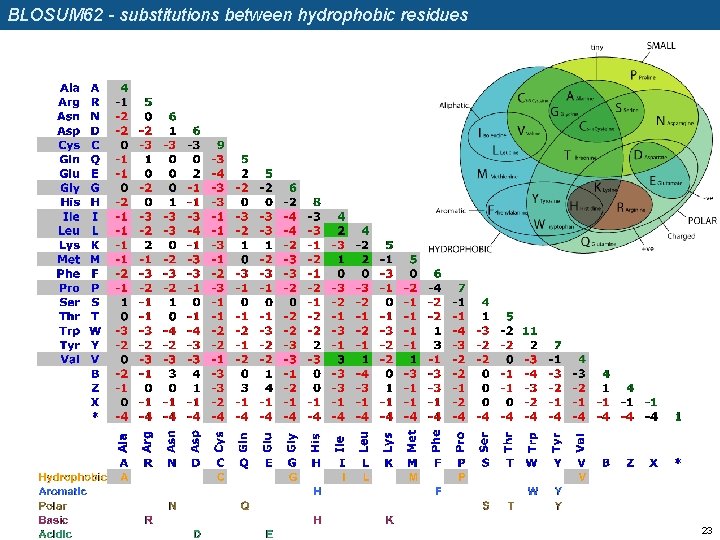 BLOSUM 62 - substitutions between hydrophobic residues 23 